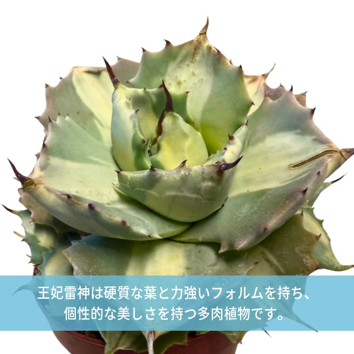 多肉アガベ王妃雷神