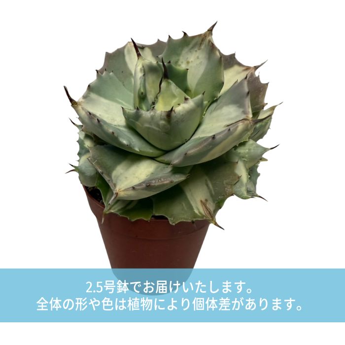 多肉アガベ王妃雷神