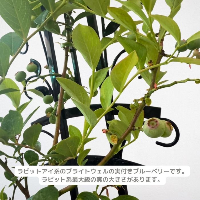 ブルーベリー 実付き