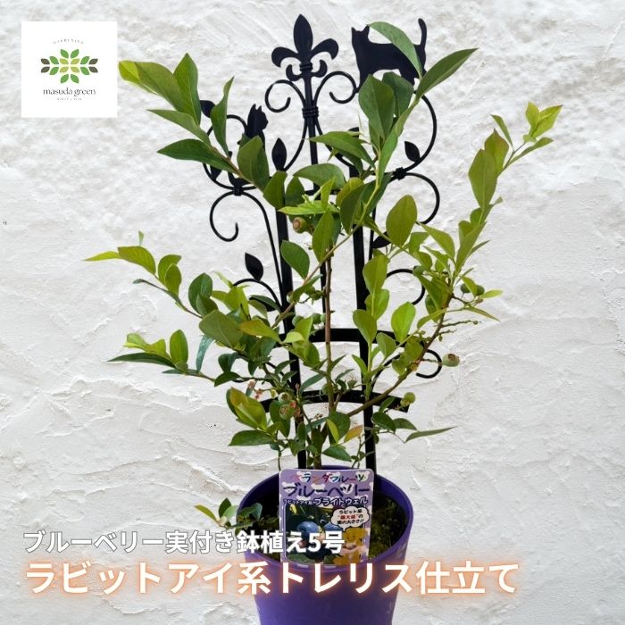 ブルーベリー 実付き