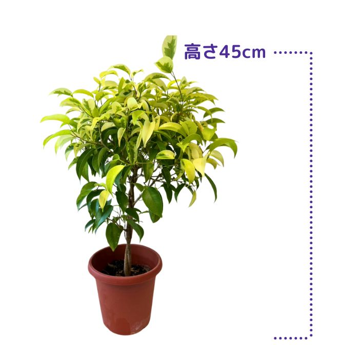 観葉植物斑入りベンジャミン
