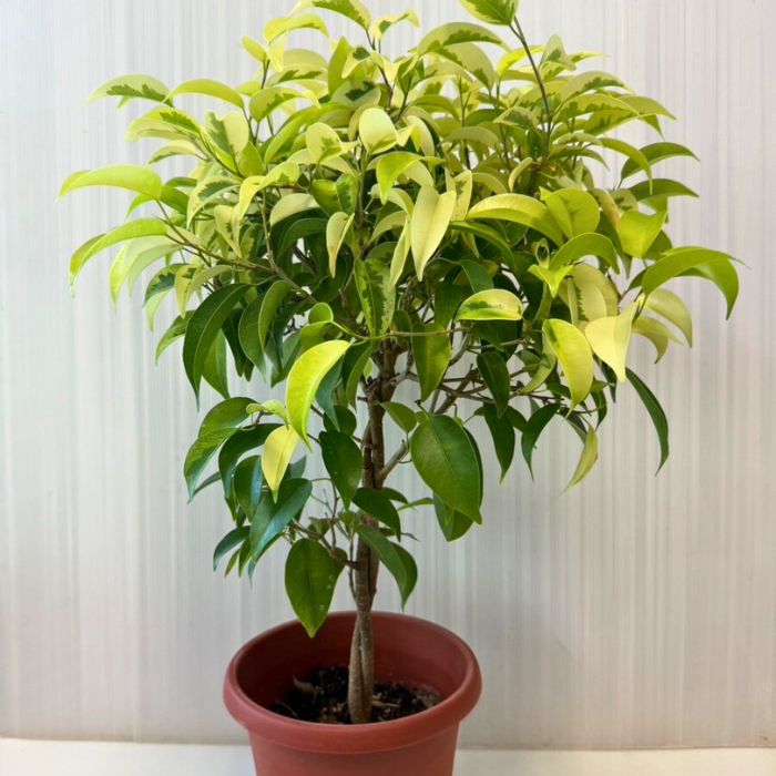 観葉植物斑入りベンジャミン