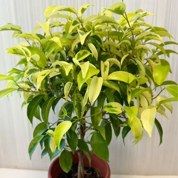 観葉植物斑入りベンジャミン