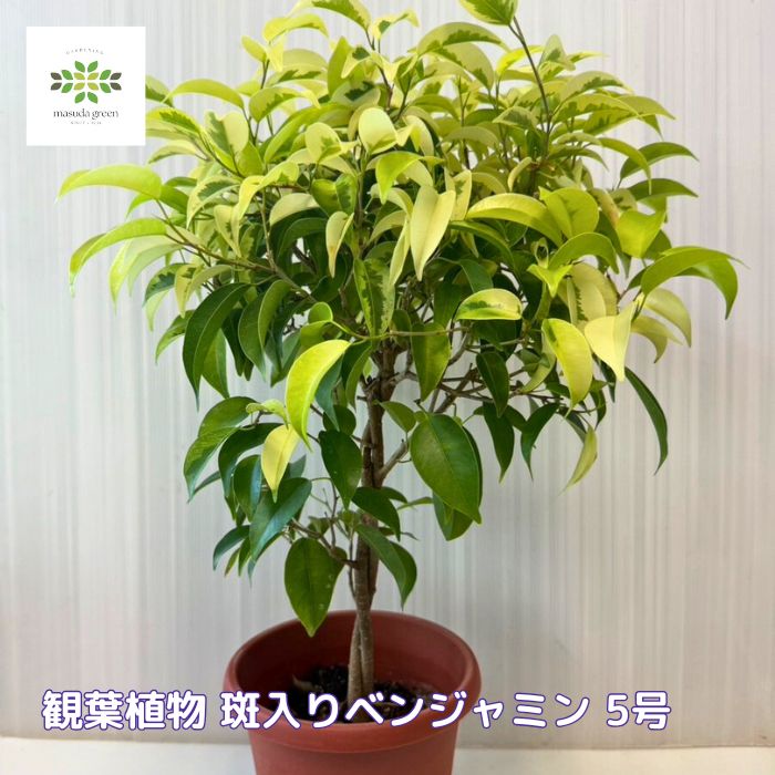 観葉植物斑入りベンジャミン