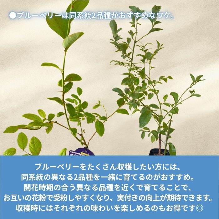 ブルーベリー苗木同系統2品種セット