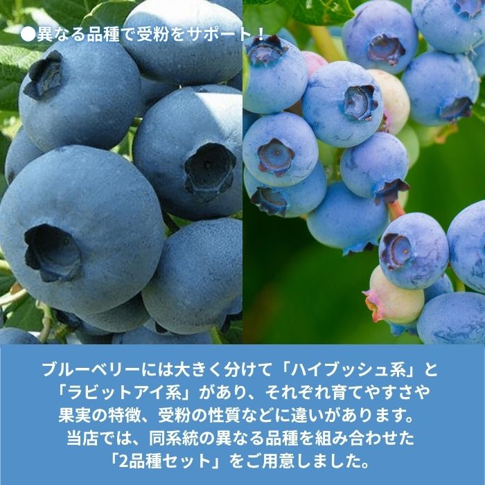 ブルーベリー苗木同系統2品種セット