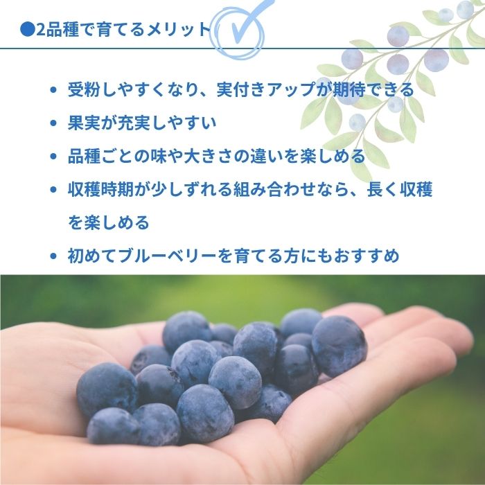 ブルーベリー苗木同系統2品種セット