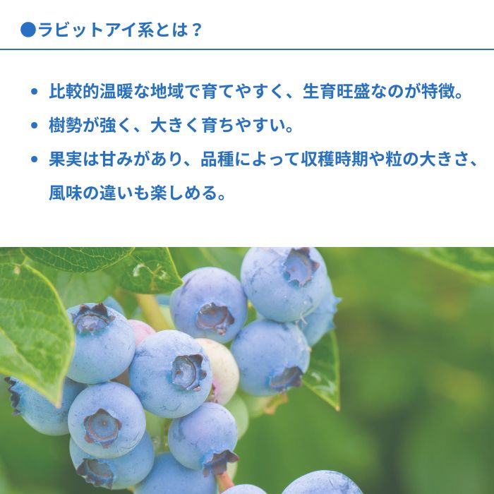 ブルーベリー苗木同系統2品種セット