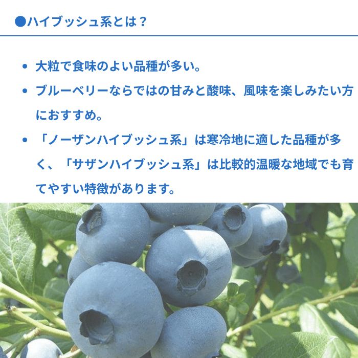 ブルーベリー苗木同系統2品種セット