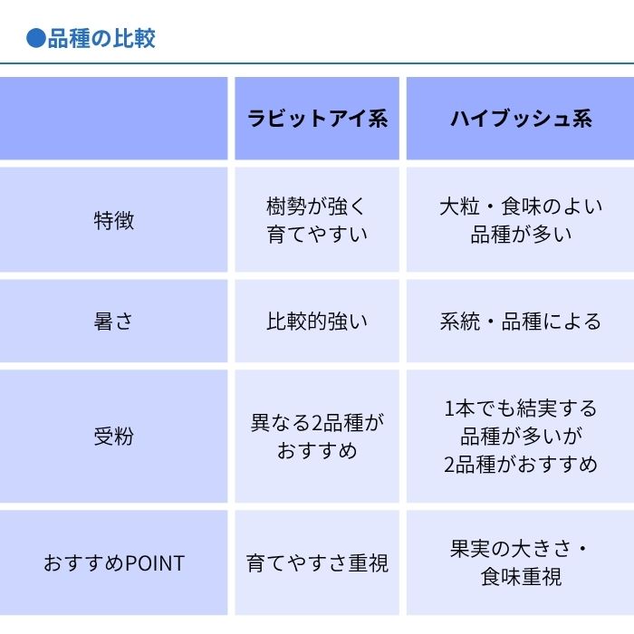 ブルーベリー苗木同系統2品種セット