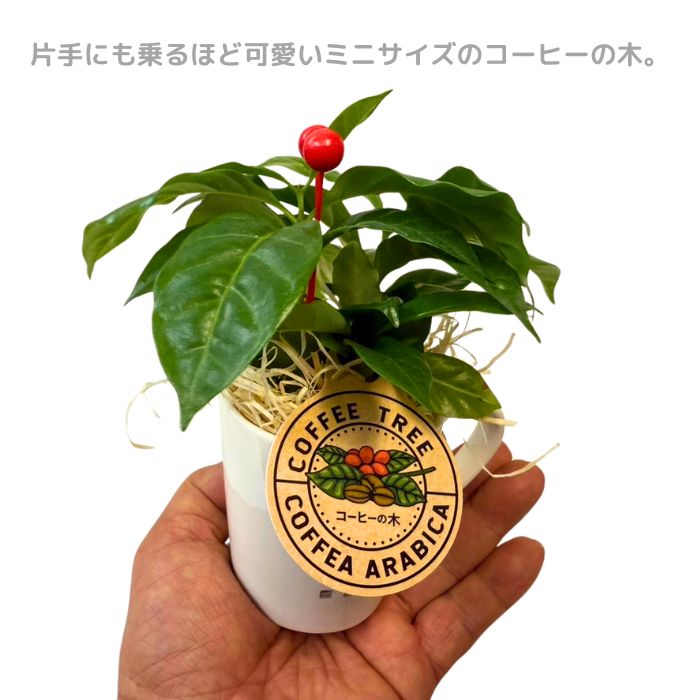 コーヒーの木ミニマグカップ入り