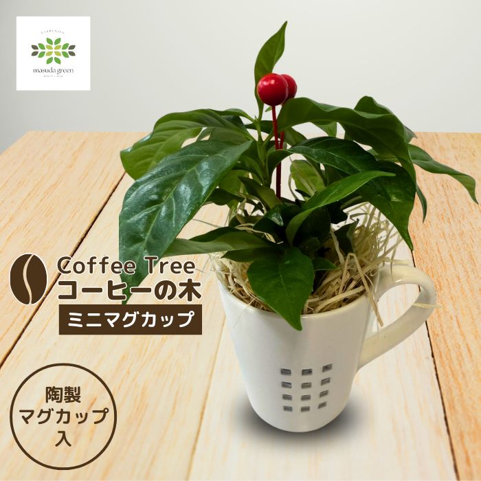 コーヒーの木ミニマグカップ入り
