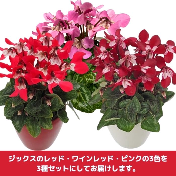 ミニシクラメン苗ジックス3号ポットレッドワインレッドピンク3種セット