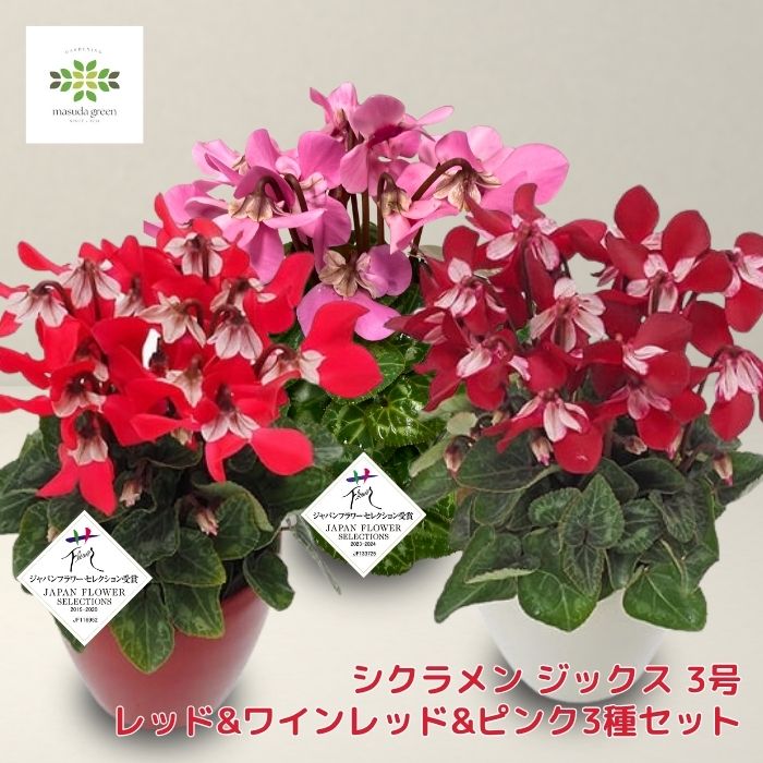ミニシクラメン苗ジックス3号ポットレッドワインレッドピンク3種セット