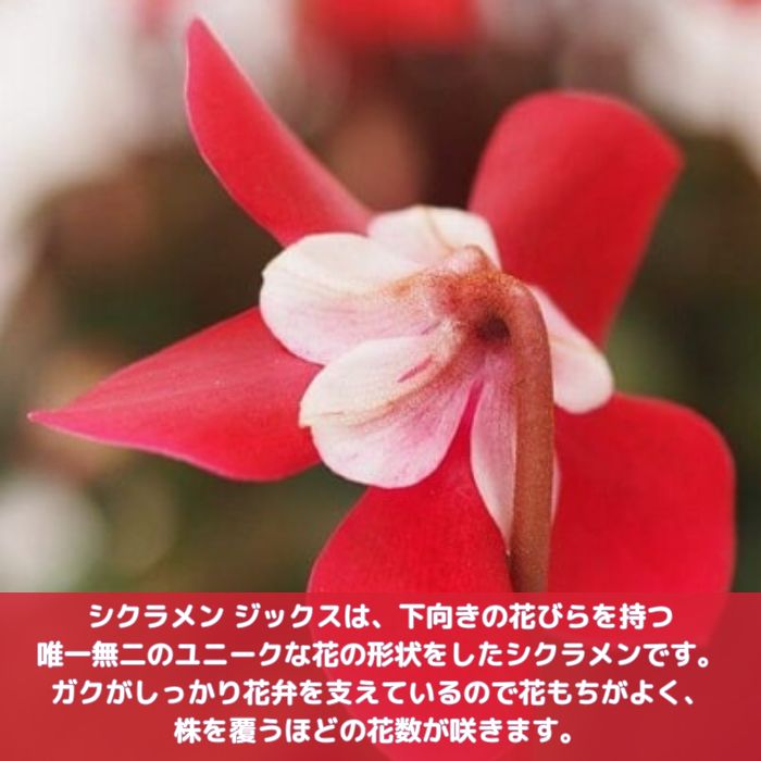 シクラメン 斑入り ミニ レッド　＊同梱推奨商品 園芸ネット本店｜シクラメン（ミニ）：白銀の世界（レッド系）3号