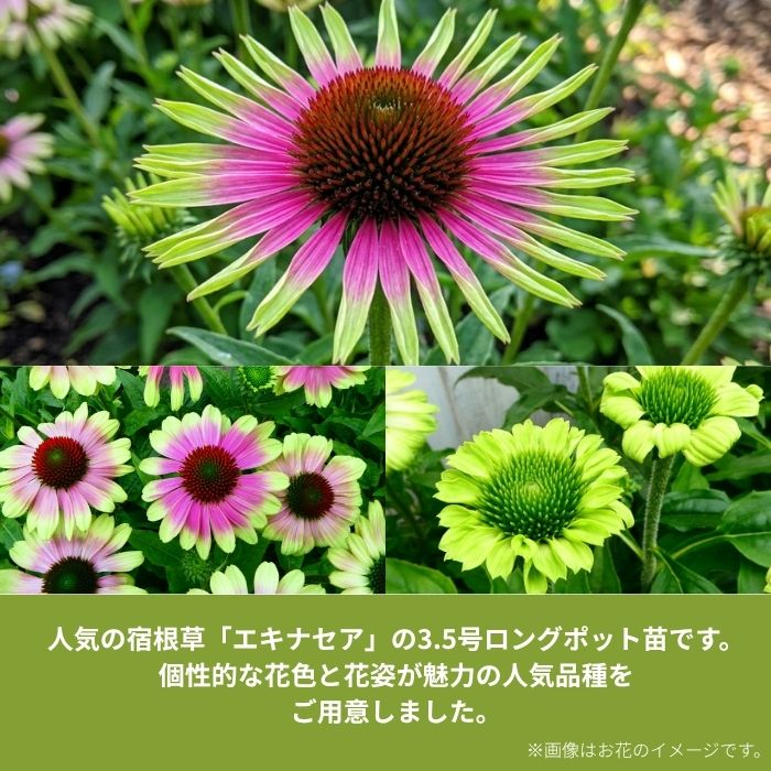 エキナセア3.5号ロングポット