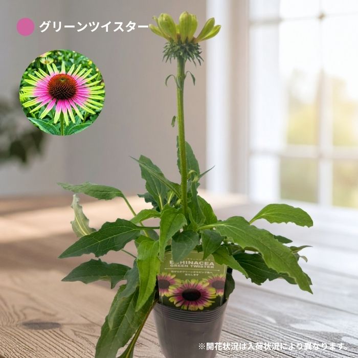 エキナセア3.5号ロングポット