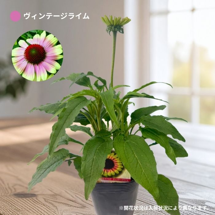 エキナセア3.5号ロングポット