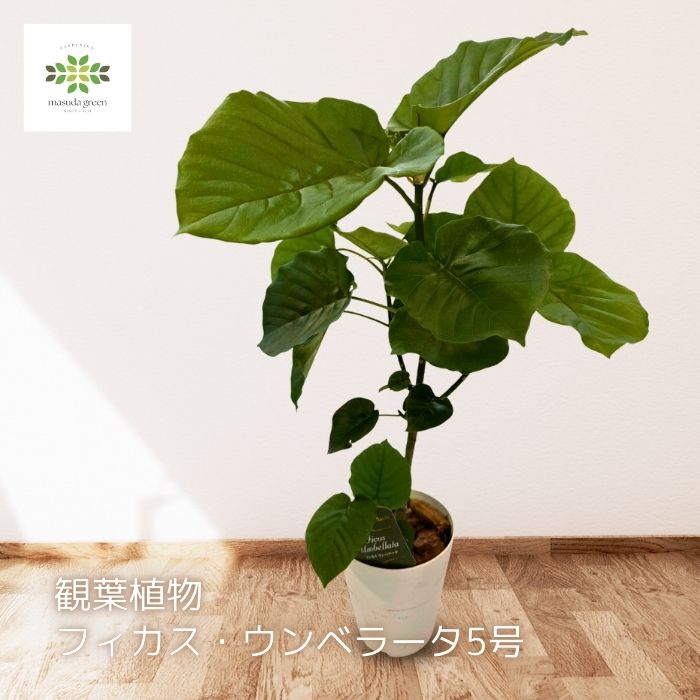 観葉植物フィカスウンベラータ