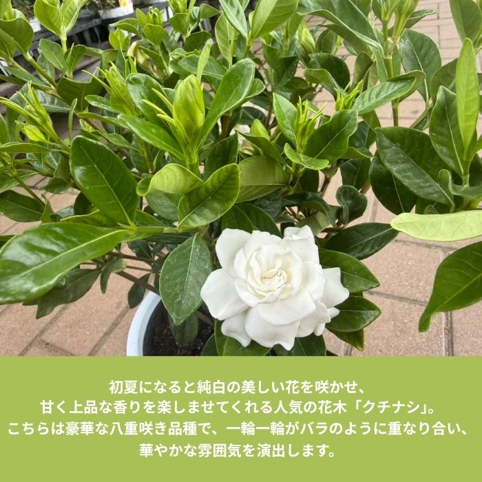 クチナシ八重咲き鉢植え5号