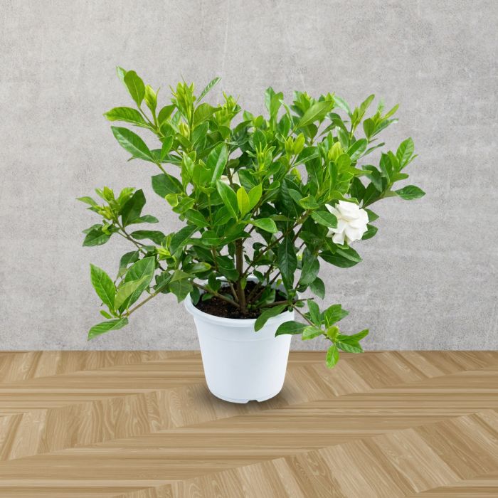 クチナシ八重咲き鉢植え5号