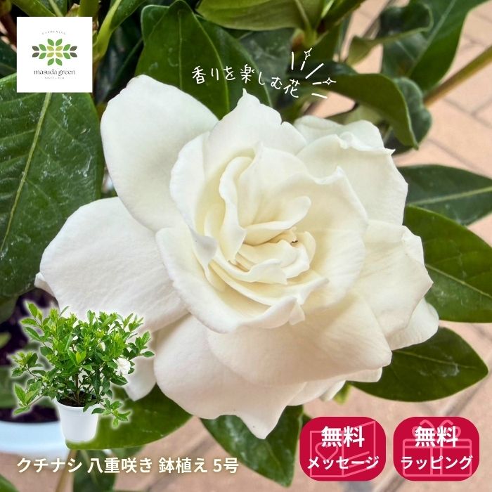 クチナシ八重咲き鉢植え5号
