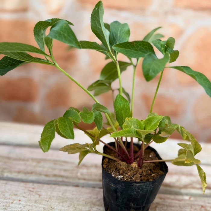 クリスマスローズ苗ゴールドネオンシェード3号