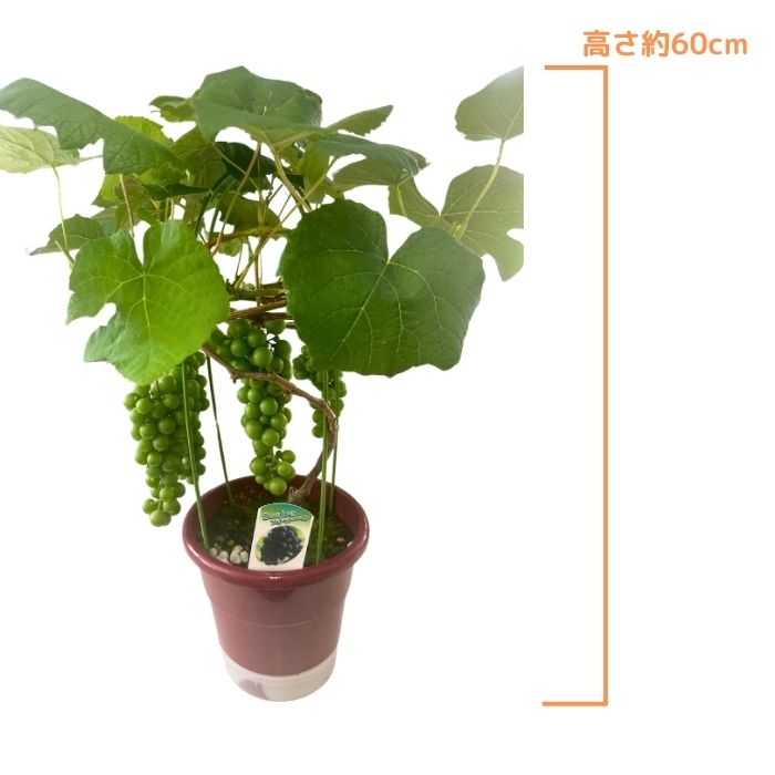 ぶどう苗 スチューベン実付き