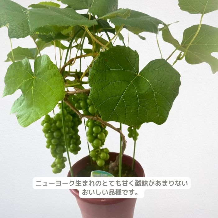 ぶどう苗 スチューベン実付き