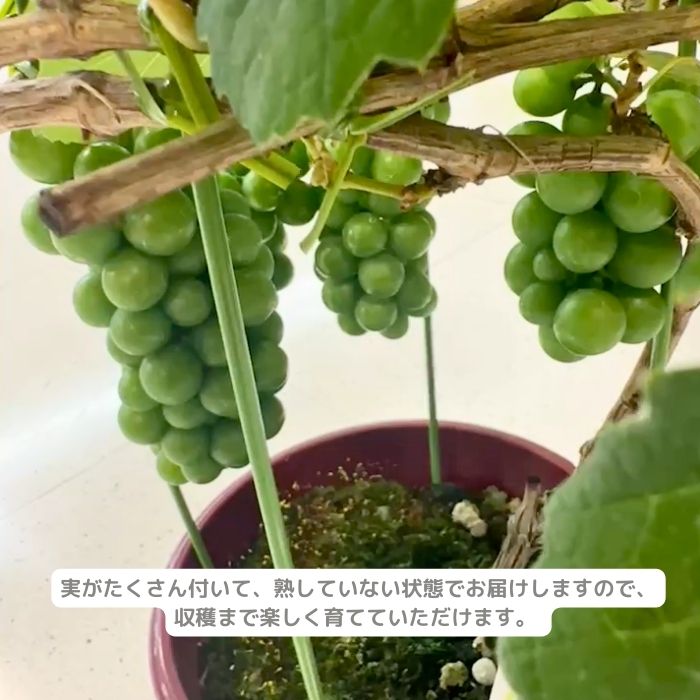 ぶどう苗 スチューベン実付き
