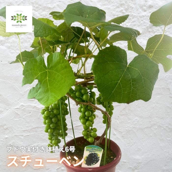 ぶどう苗 スチューベン実付き