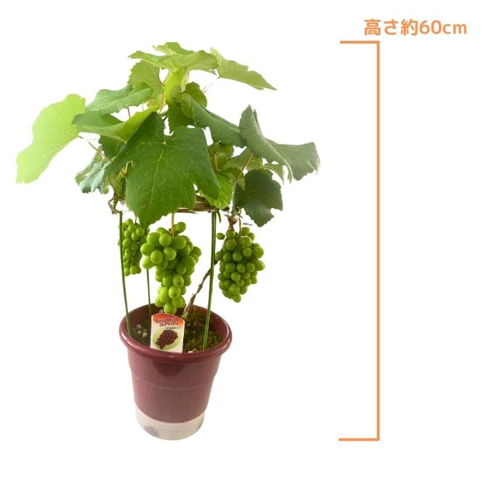 ぶどう苗 タノレッド実付き