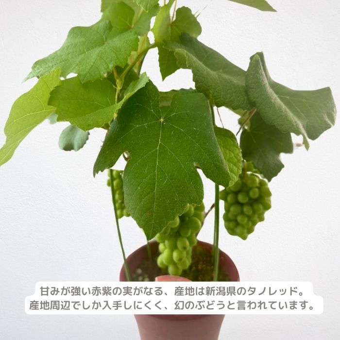 ぶどう苗 タノレッド実付き