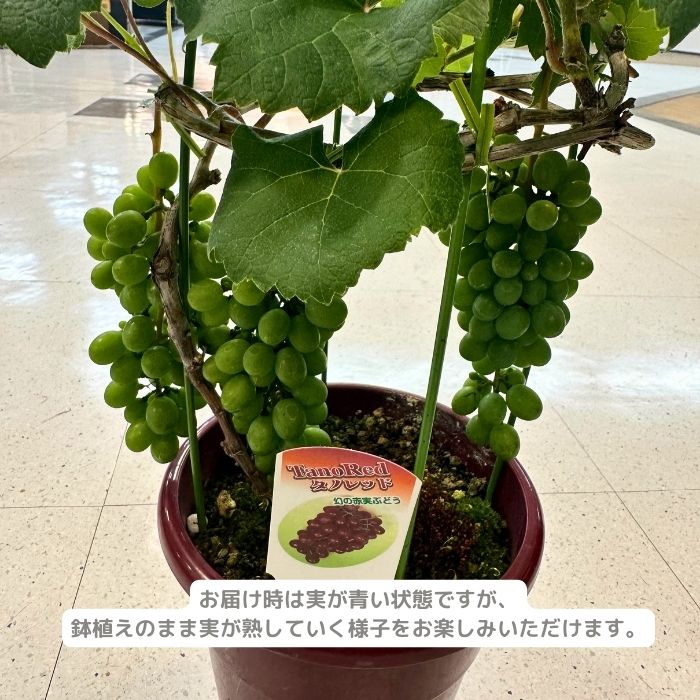 ぶどう苗 タノレッド実付き
