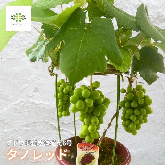 ぶどう苗 タノレッド実付き