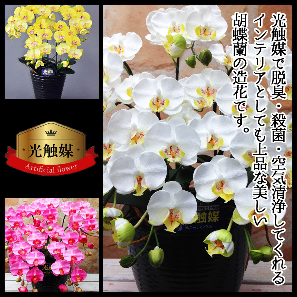 光触媒胡蝶蘭イメージ01