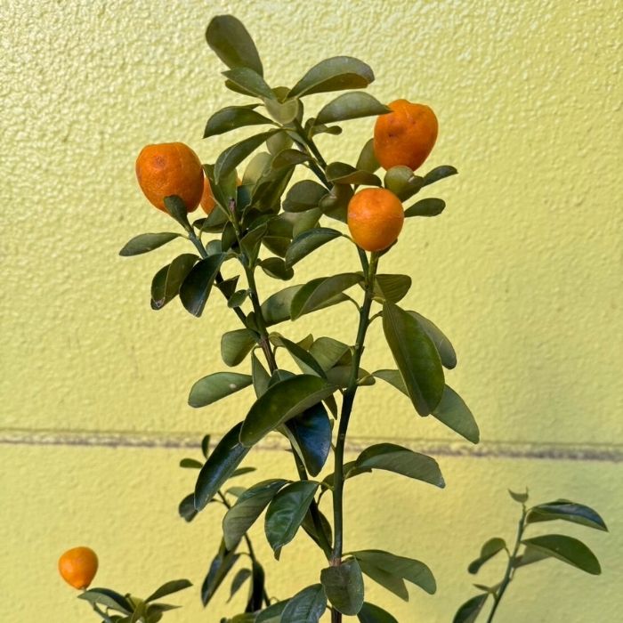 実付き大実キンカン