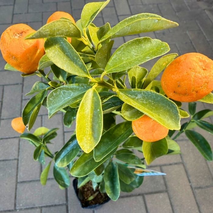 キンカン苗木 大実金柑 4号 ロングポット
