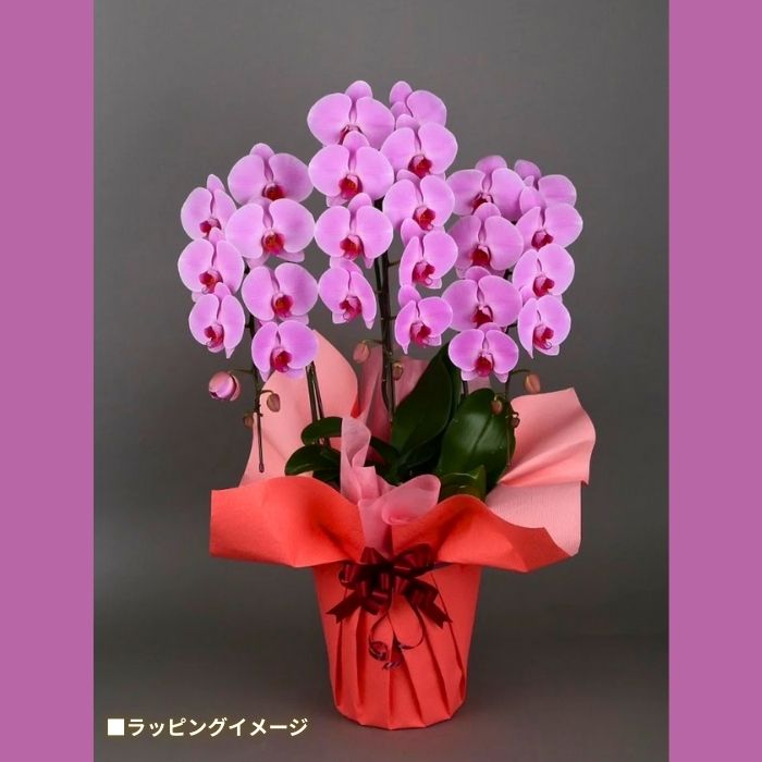 大輪胡蝶蘭30輪ピンク