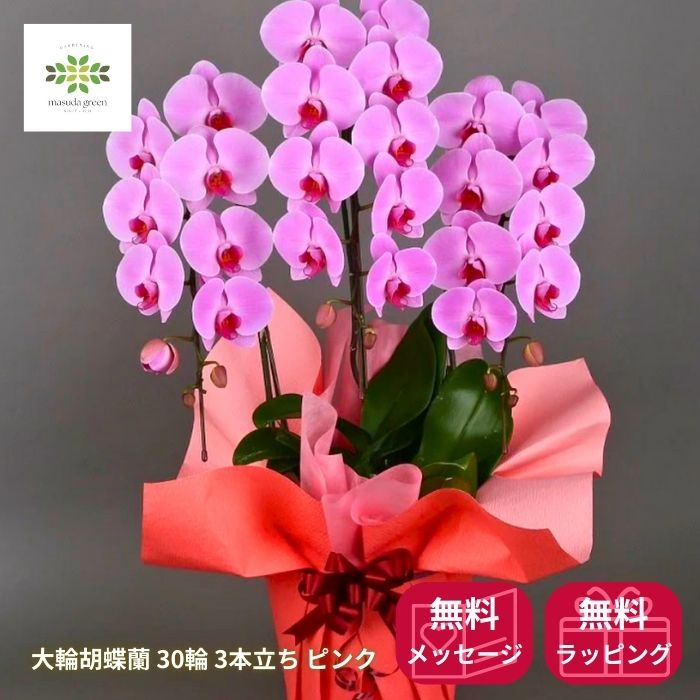 大輪胡蝶蘭30輪ピンク