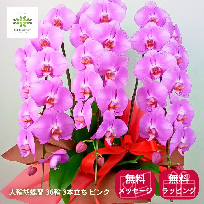 大輪胡蝶蘭36輪ピンク