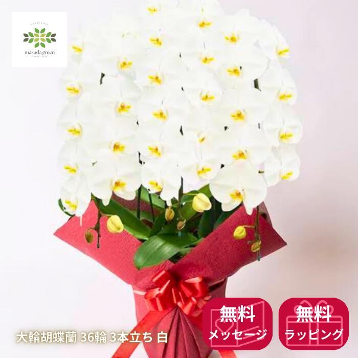 大輪胡蝶蘭36輪白