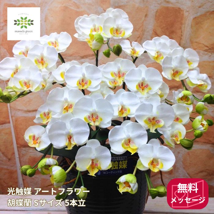 光触媒胡蝶蘭Sサイズ白