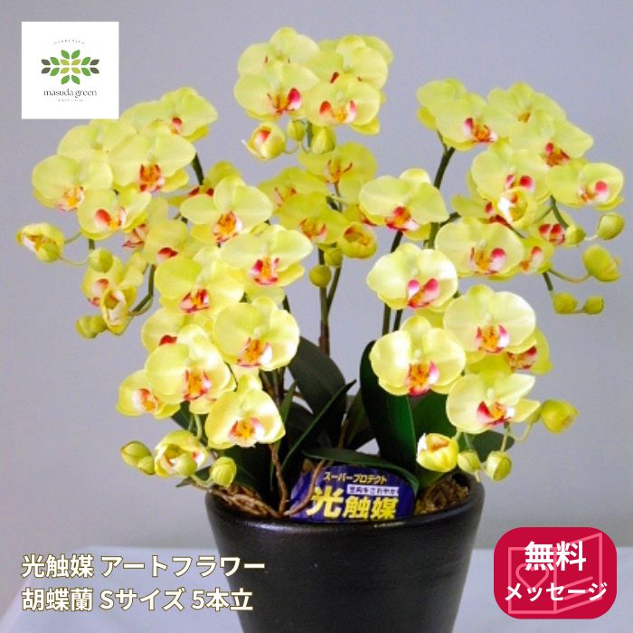 光触媒胡蝶蘭Sサイズ黄色