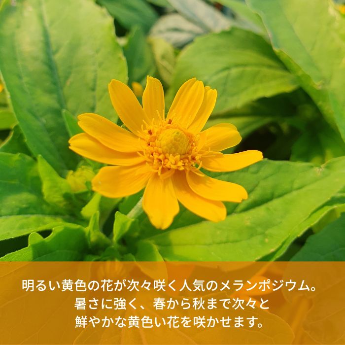 メランポジウム苗