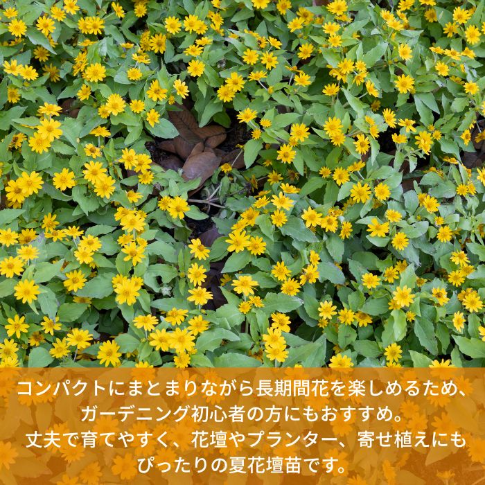 メランポジウム苗
