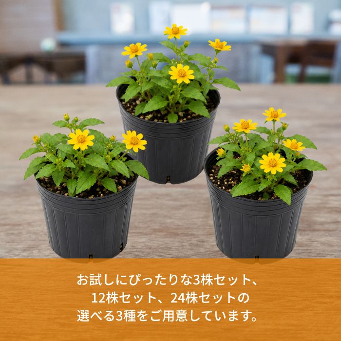 メランポジウム苗