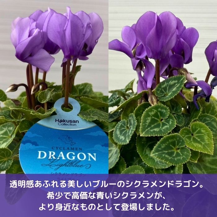 ミニシクラメン苗ドラゴン3号個数おまかせミックス