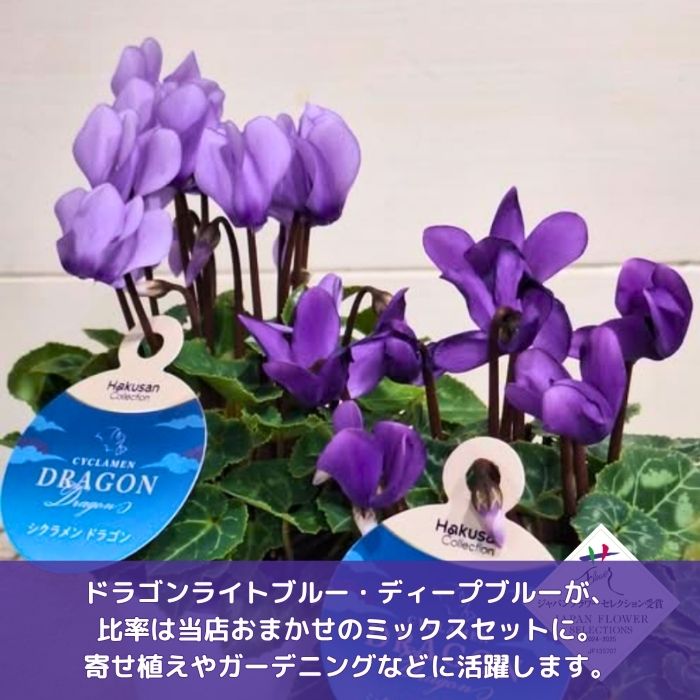 ミニシクラメン苗ドラゴン3号個数おまかせミックス