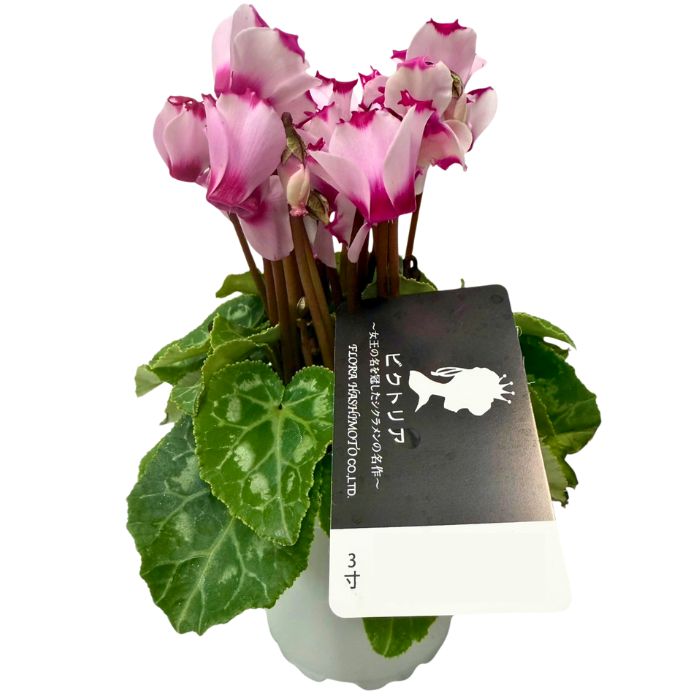 ミニシクラメンビクトリア3号